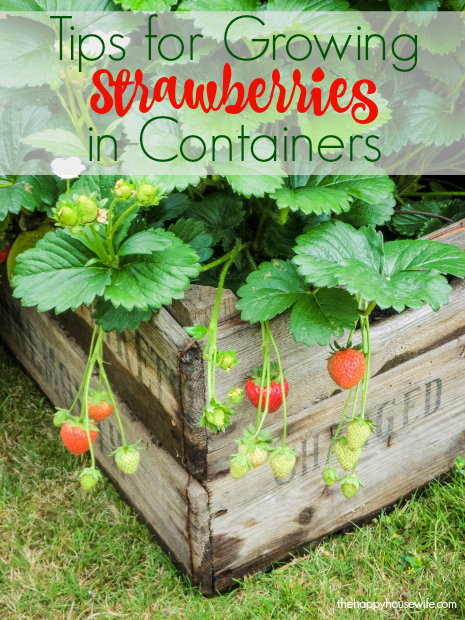 If you are ready to have fresh strawberries at your fingertips, here are7 tips for growing strawberries in containers so you too can enjoy success.