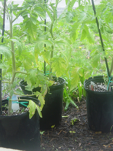 tomatoes tomatoes Free Garden Seeds: Garden Web