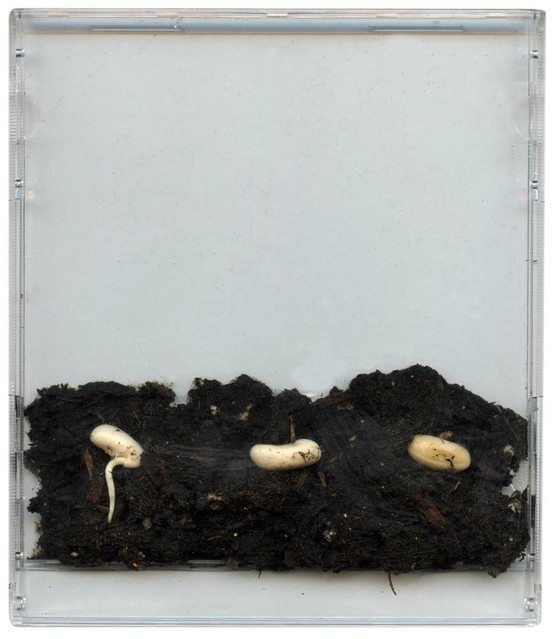 Growing Beans in a CD Case bean cd case Growing Beans in a CD Case