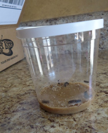 raising butterfly larva