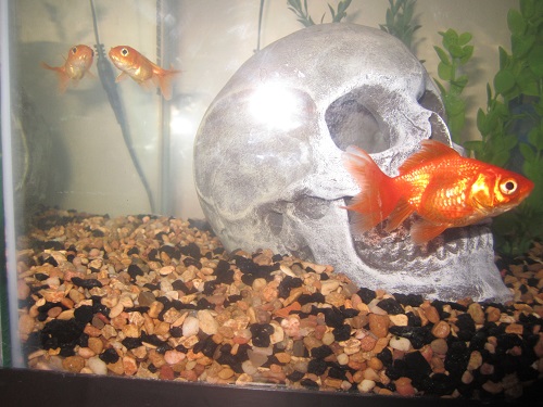 Our 2 newest fish! Our 2 newest fish!