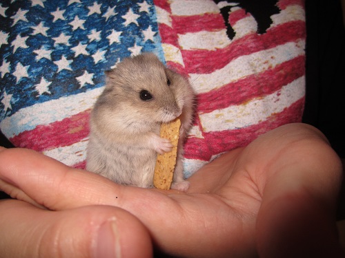 Our patriotic dwarf hamster Our patriotic dwarf hamster