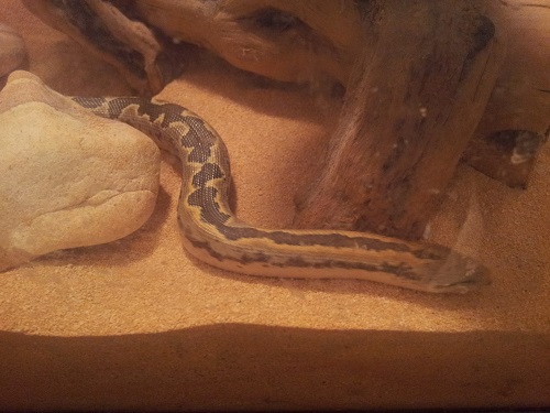 Our Snake Kenny Our Snake Kenny