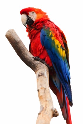 Learn About Parrots | The Happy Housewife Learn About Parrots | The Happy Housewife