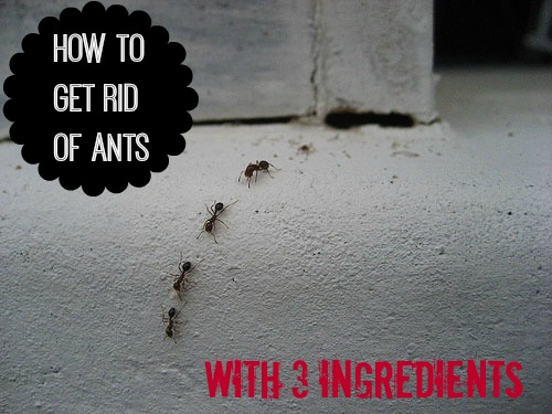 Top Posts of 2014: Apparently You Have an Ant Problem - The Happy