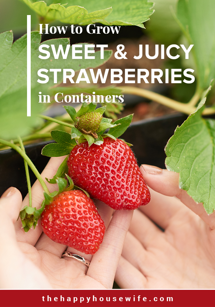 7 Tips For Growing Strawberries In Containers - The Happy Housewife ...