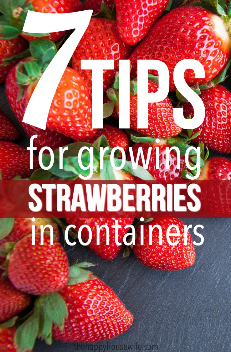 Tips for growing strawberries in containers