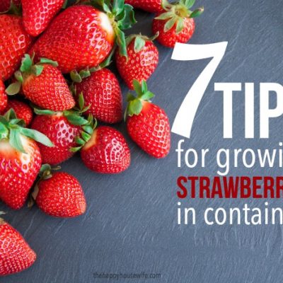 seven tips for growing strawberries in containers