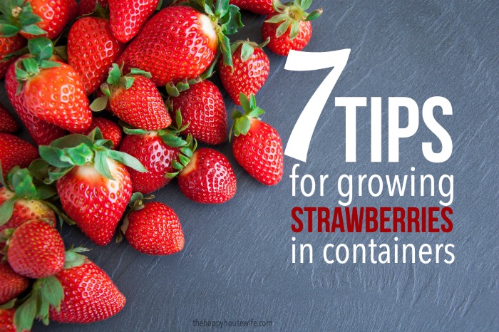 seven tips for growing strawberries in containers