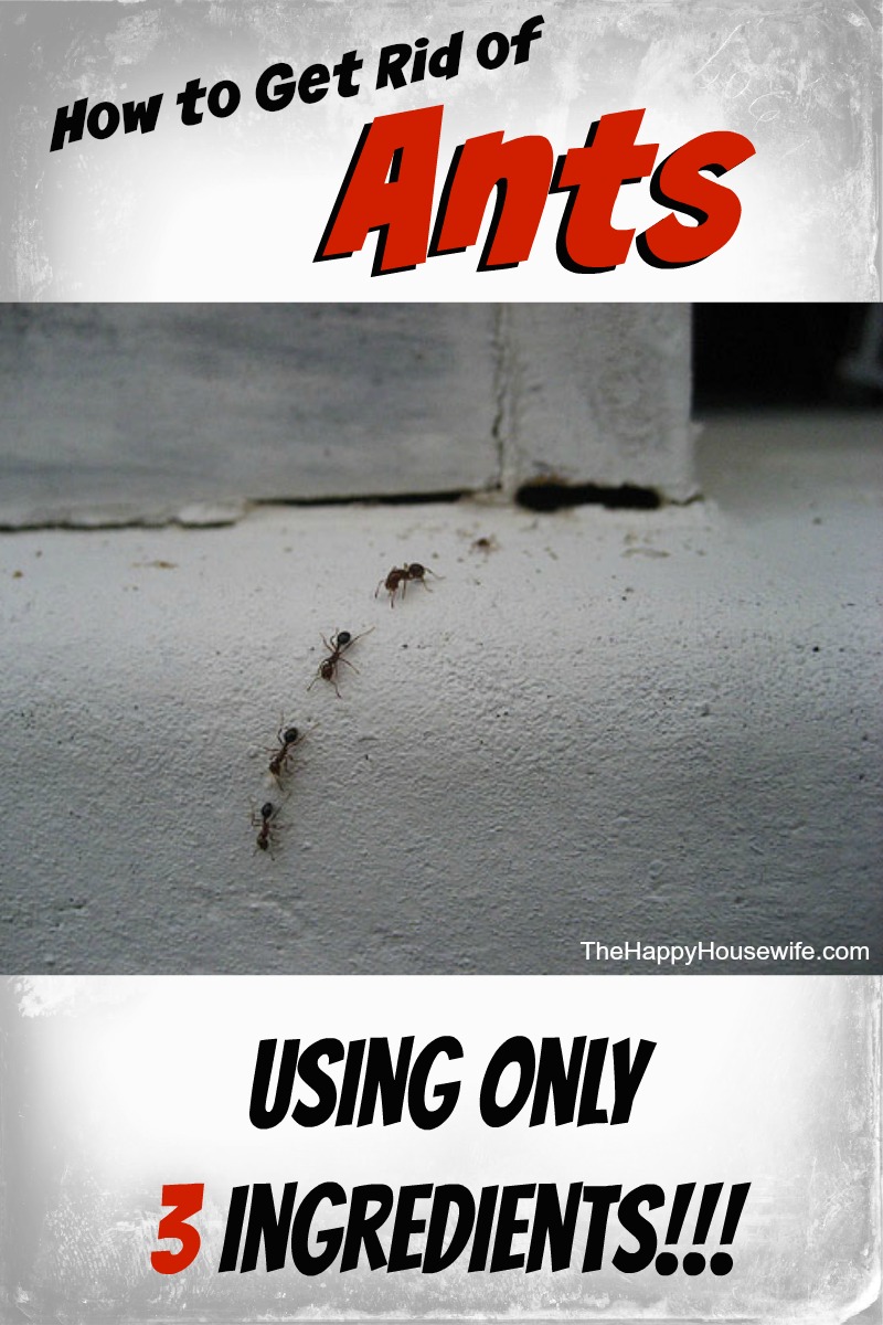 How To Get Rid Of Ants With Three Ingredients The Happy