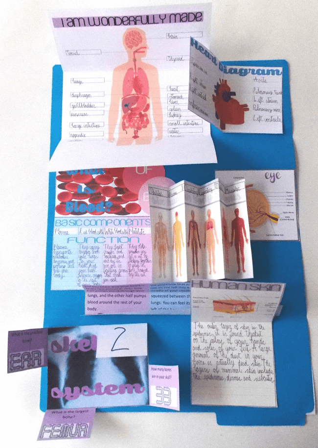 human body lapbook