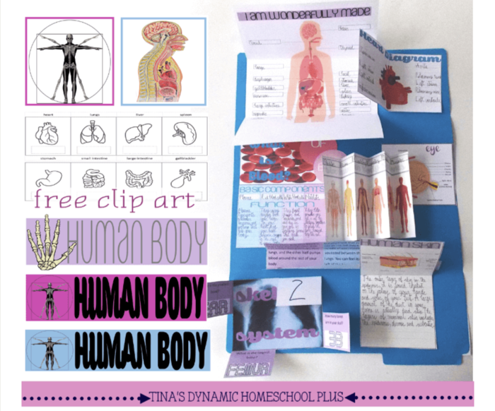 Human Body Lapbook free printable