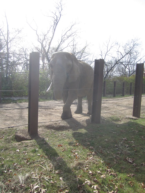 One of 'our' elephants