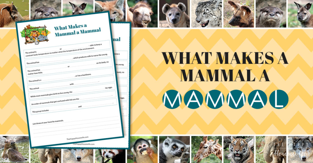 What makes a mammal a mammal