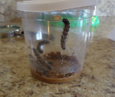 Raising Caterpillars and Butterflies - The Happy Housewife™ :: Home ...