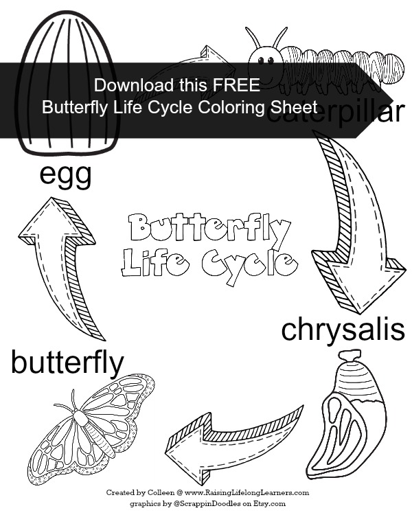 Monarch Butterfly Life Cycle Chart Sketch Coloring Page