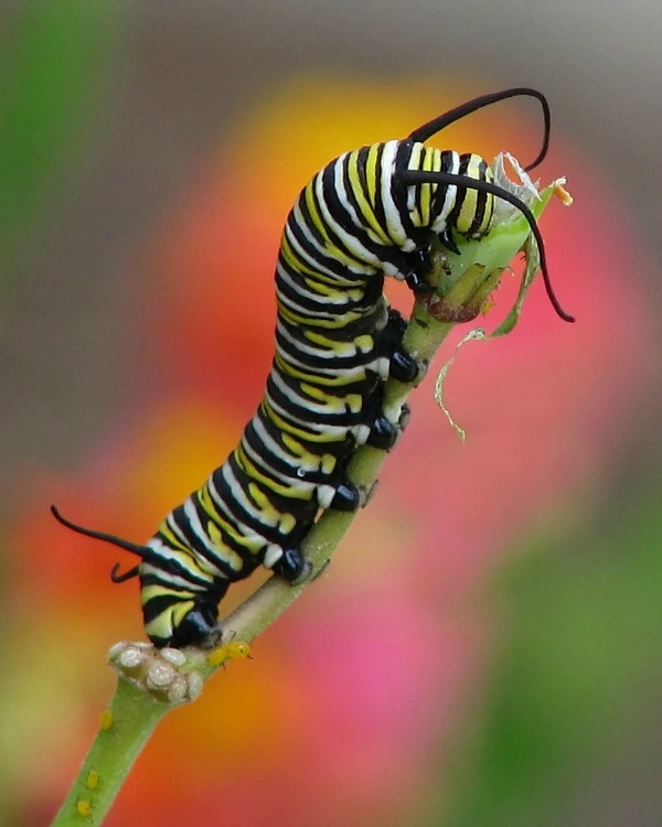 Butterfly Life Cycle Learning Fun (Monarch Butterfly Caterpillar)| The Happy Housewife