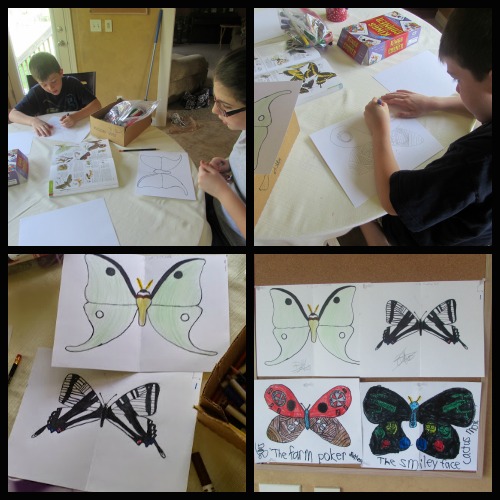 Differences Between Butterflies and Moths | The Happy Housewife