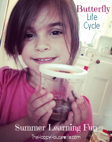 Butterfly Life Cycle Learning Fun | The Happy Housewife