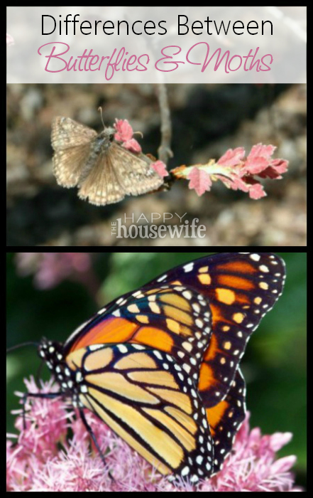 Differences Between Butterflies and Moths | The Happy Housewife