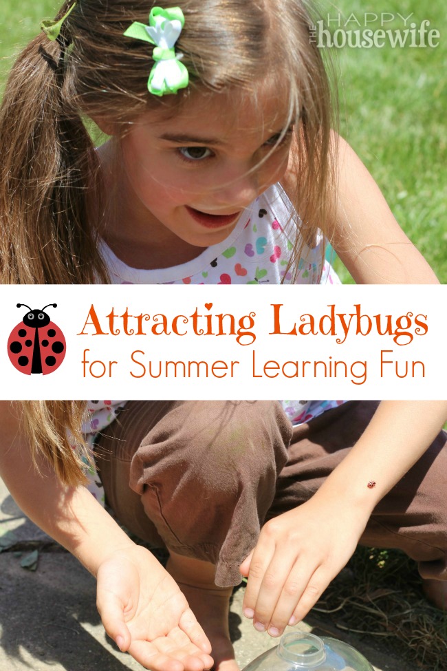 Attracting Ladybugs for Summer Learning Fun at The Happy Housewife