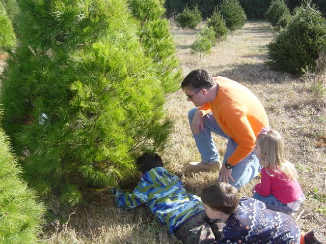 Where To Cut Down Your Own Christmas Tree - The Happy Housewife ...