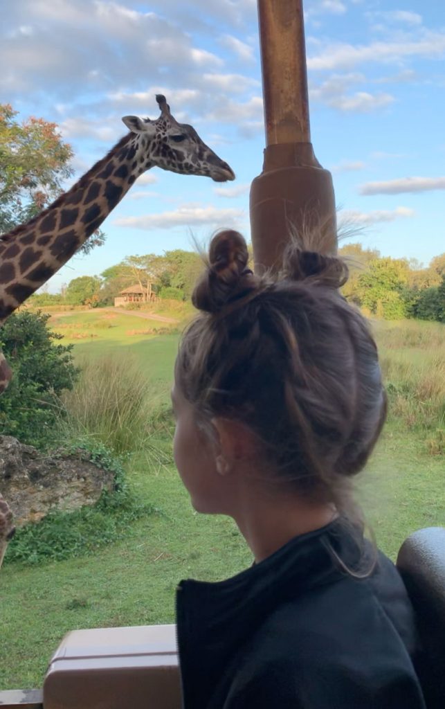 Animal Kingdom sunset Safari 