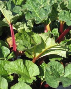 Rhubarb Cake at The Happy Housewife